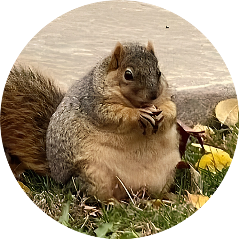 NUTZ