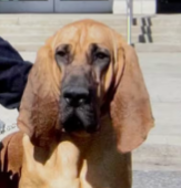 Bo