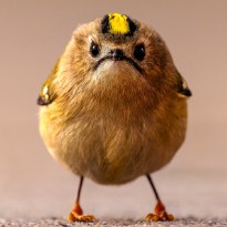 AngryBird