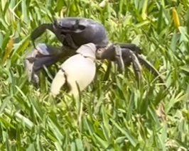 MRCRAB