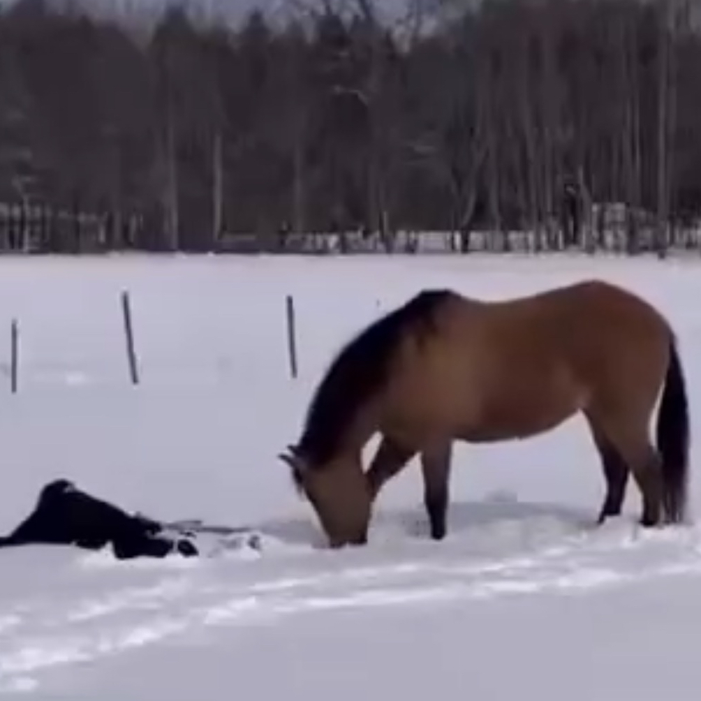 Snowhorse