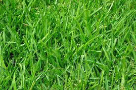 grass