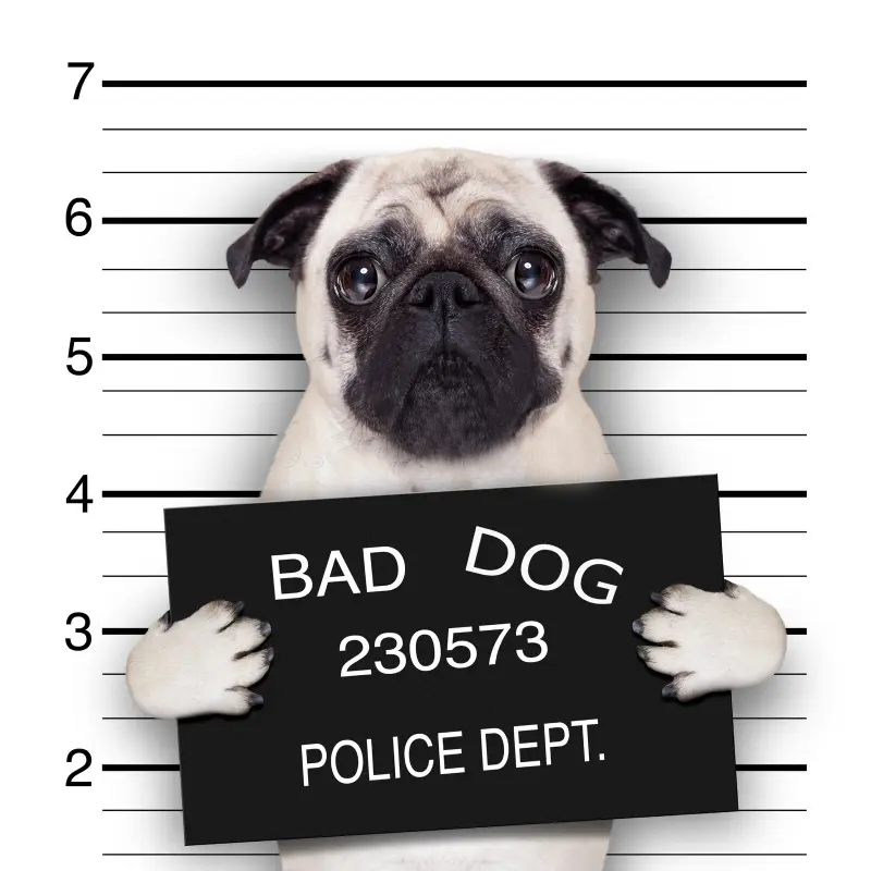 jailpug