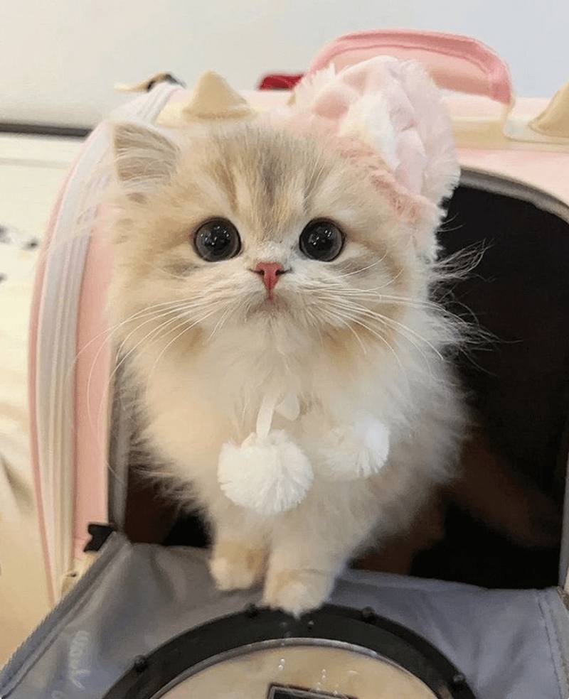 fluffyk