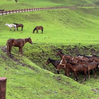 Horse