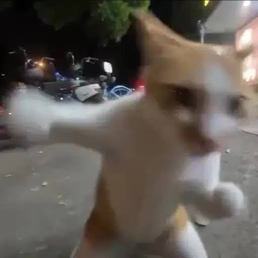 PUNCHCAT