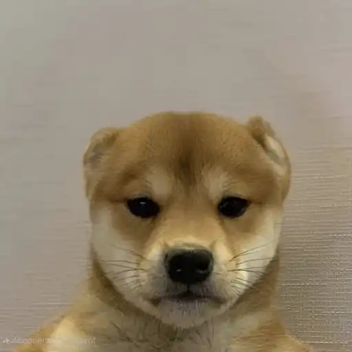 ‎ ‎