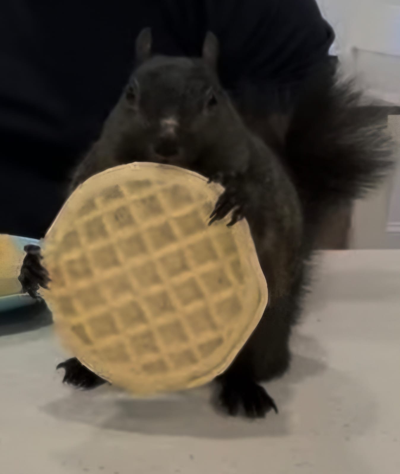 WAFFLE