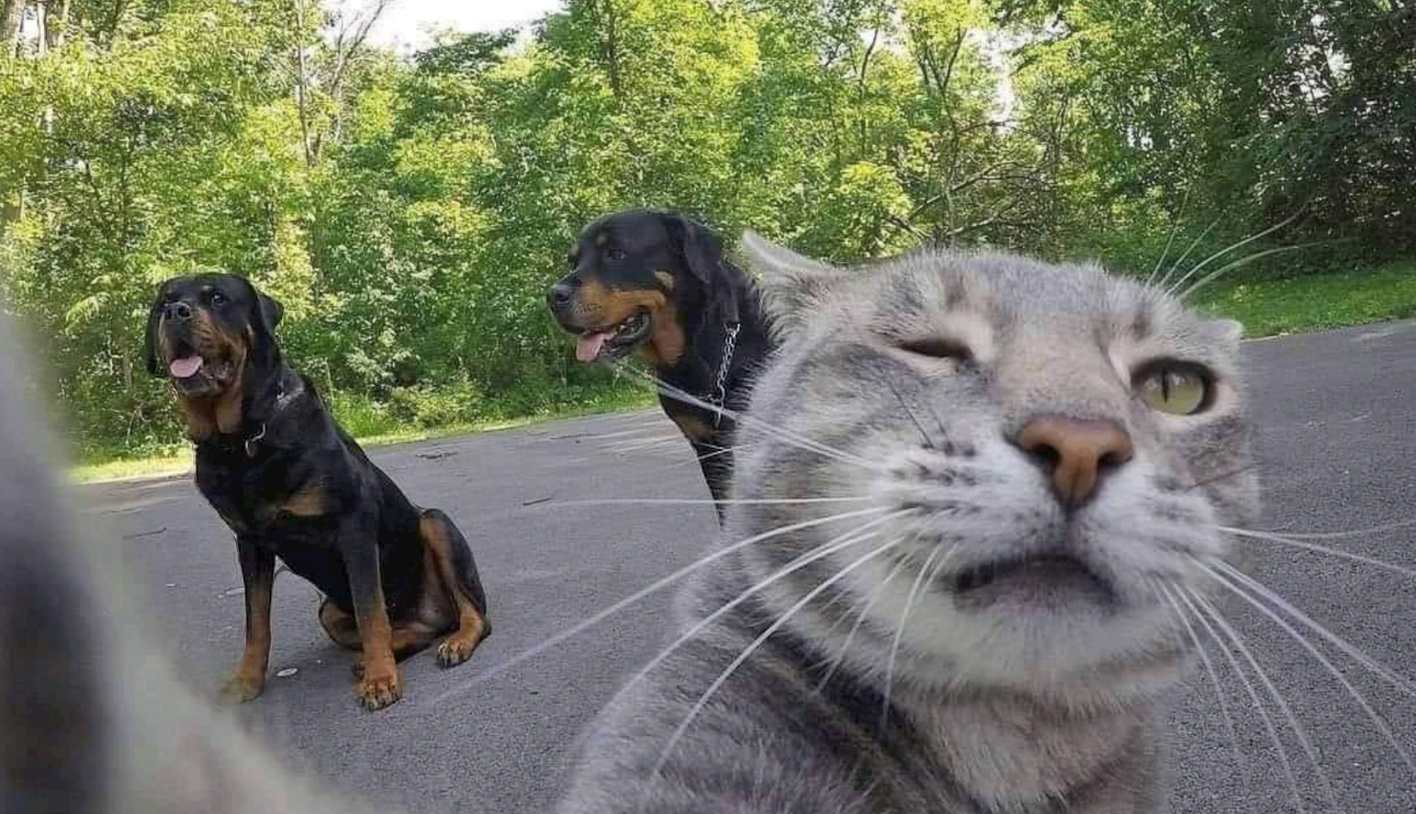 CatBoss