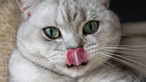 Peto