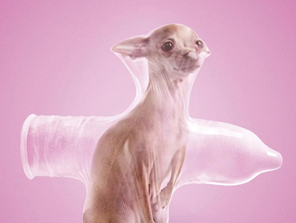 CONDOM DOG
