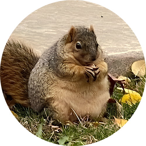 NUTZ