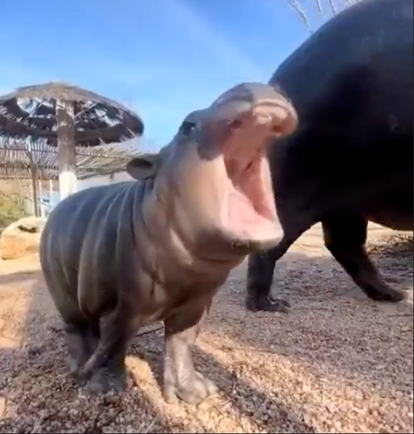 YAWN