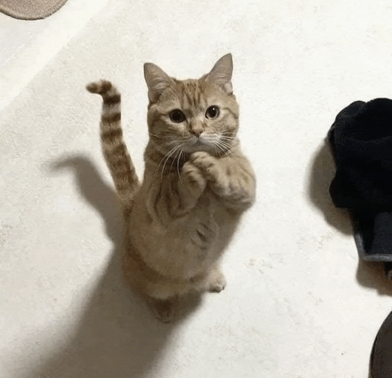 JIJO