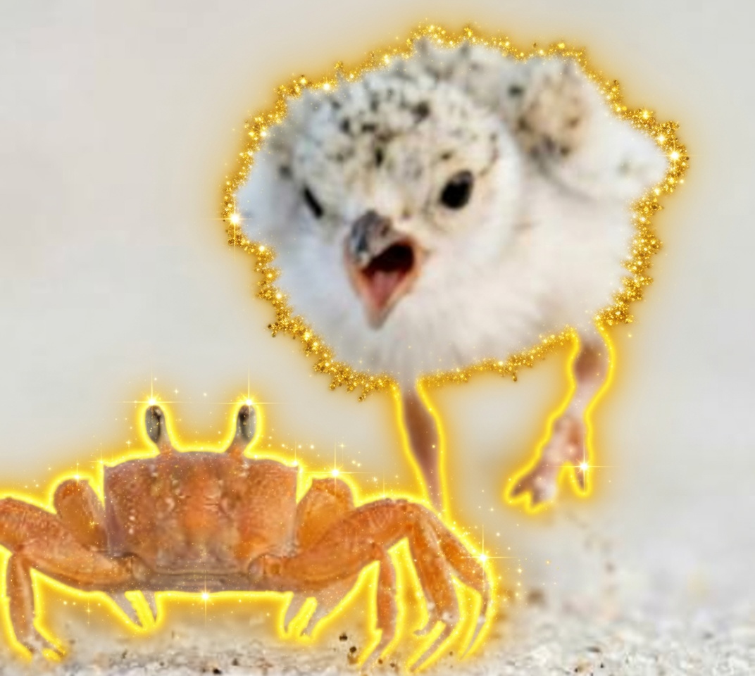 Chick