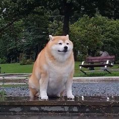 FATDOGE
