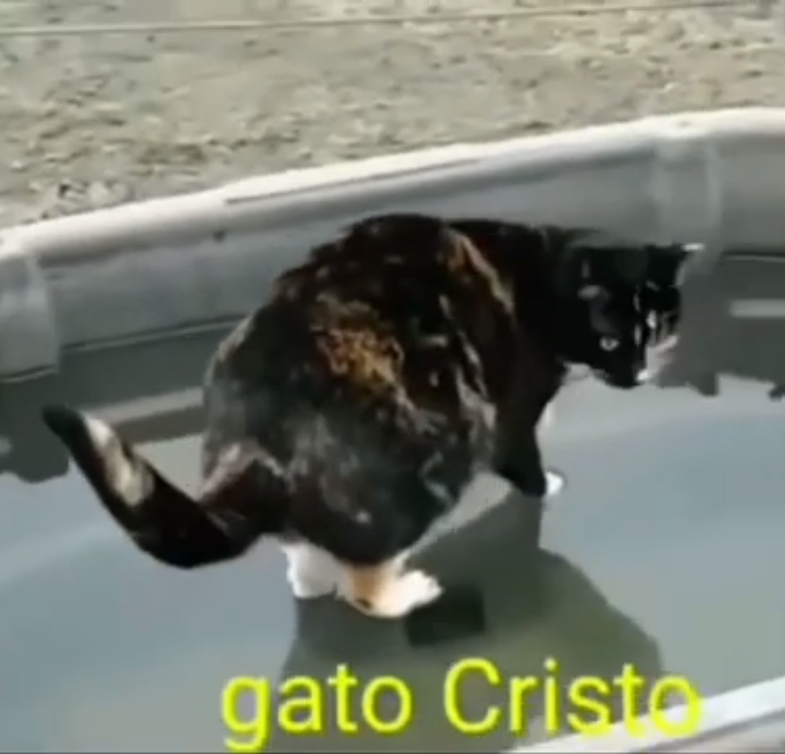 GATO