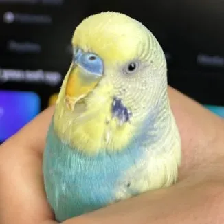BUDGIE