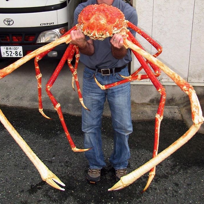 SpideCrab