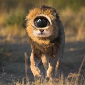 Catclops