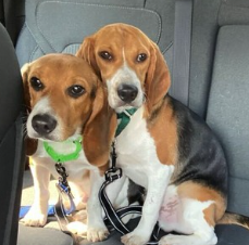 New Saved Beagles logo