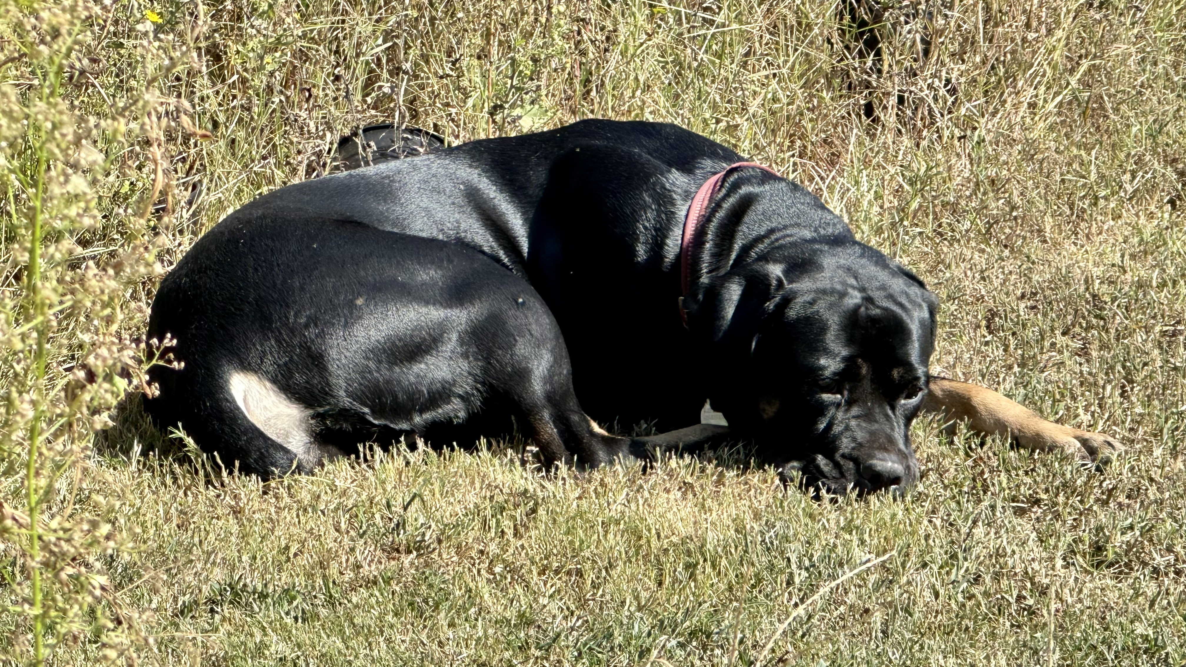 Roxie