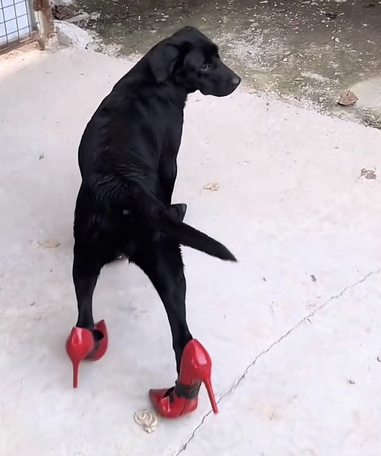 HEELS