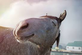VHORSE