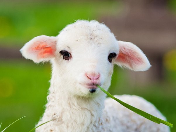 LAMB