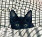 lolcat
