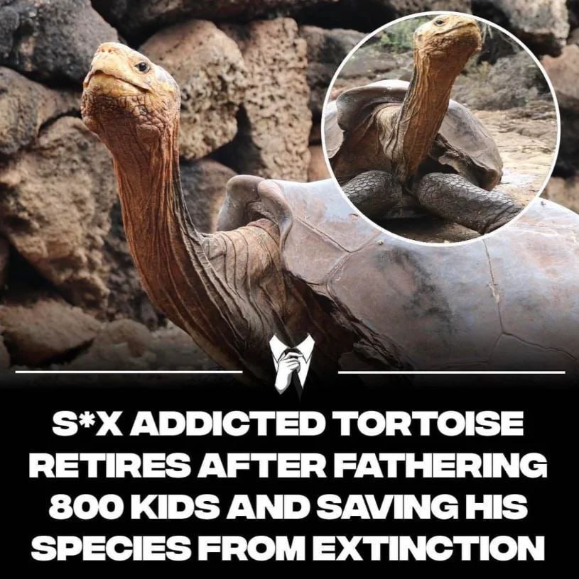 Tortoise