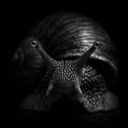 SNAIL