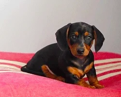 DACHSHUND