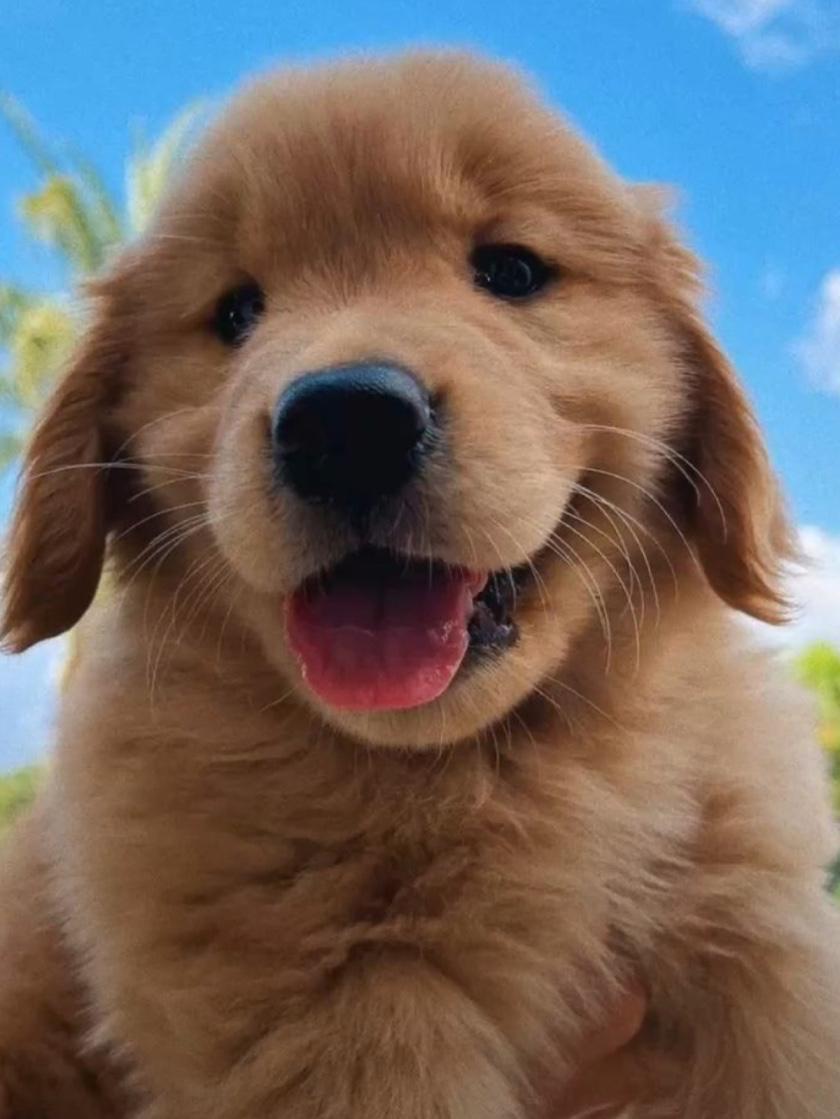 $dogly