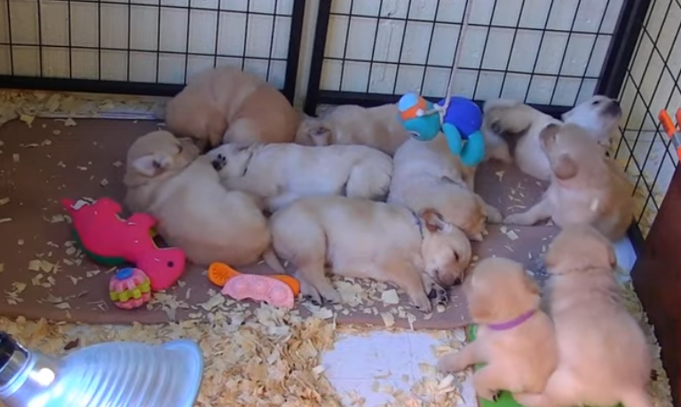 LivePup