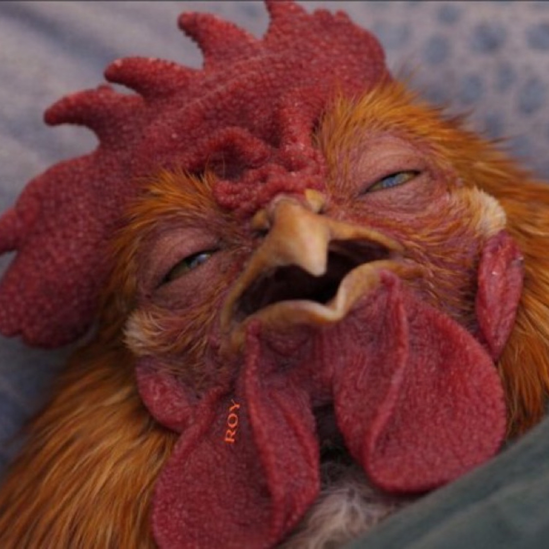 Cocked