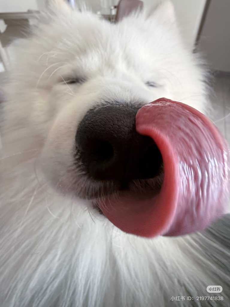 TONGUE