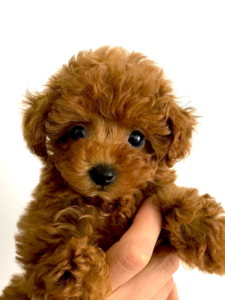 pup