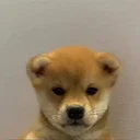 wifout