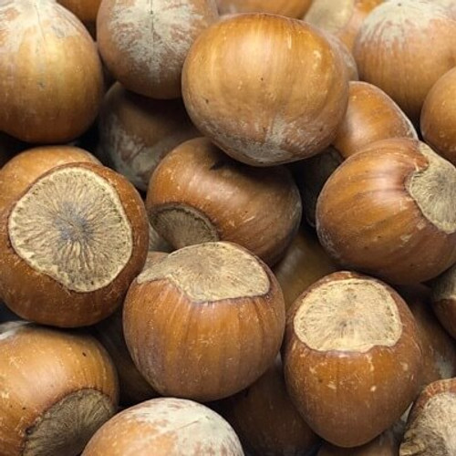 NUTZ