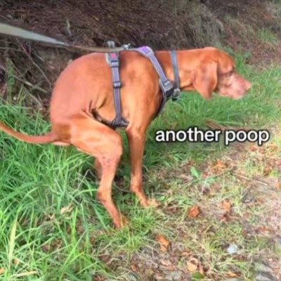 POOP