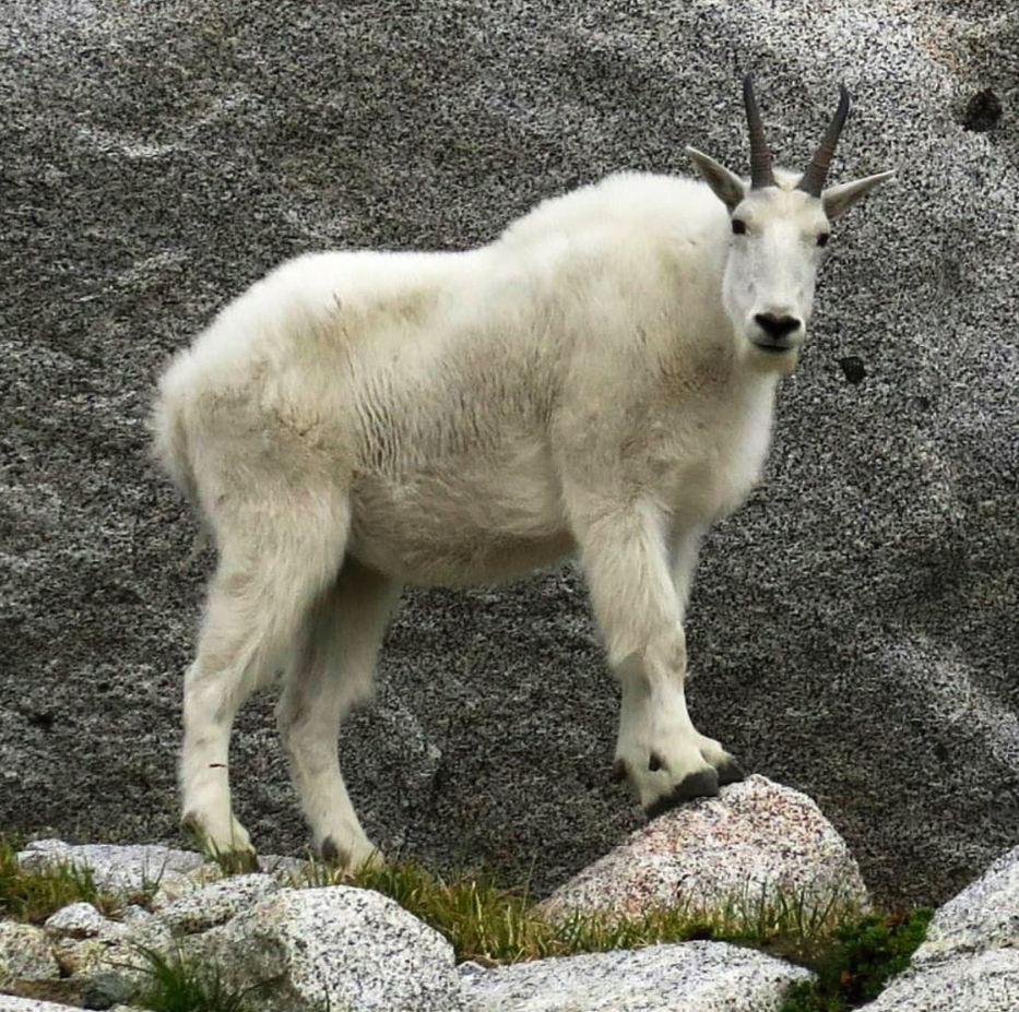 YE