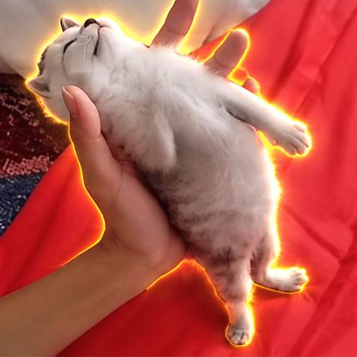 67cat