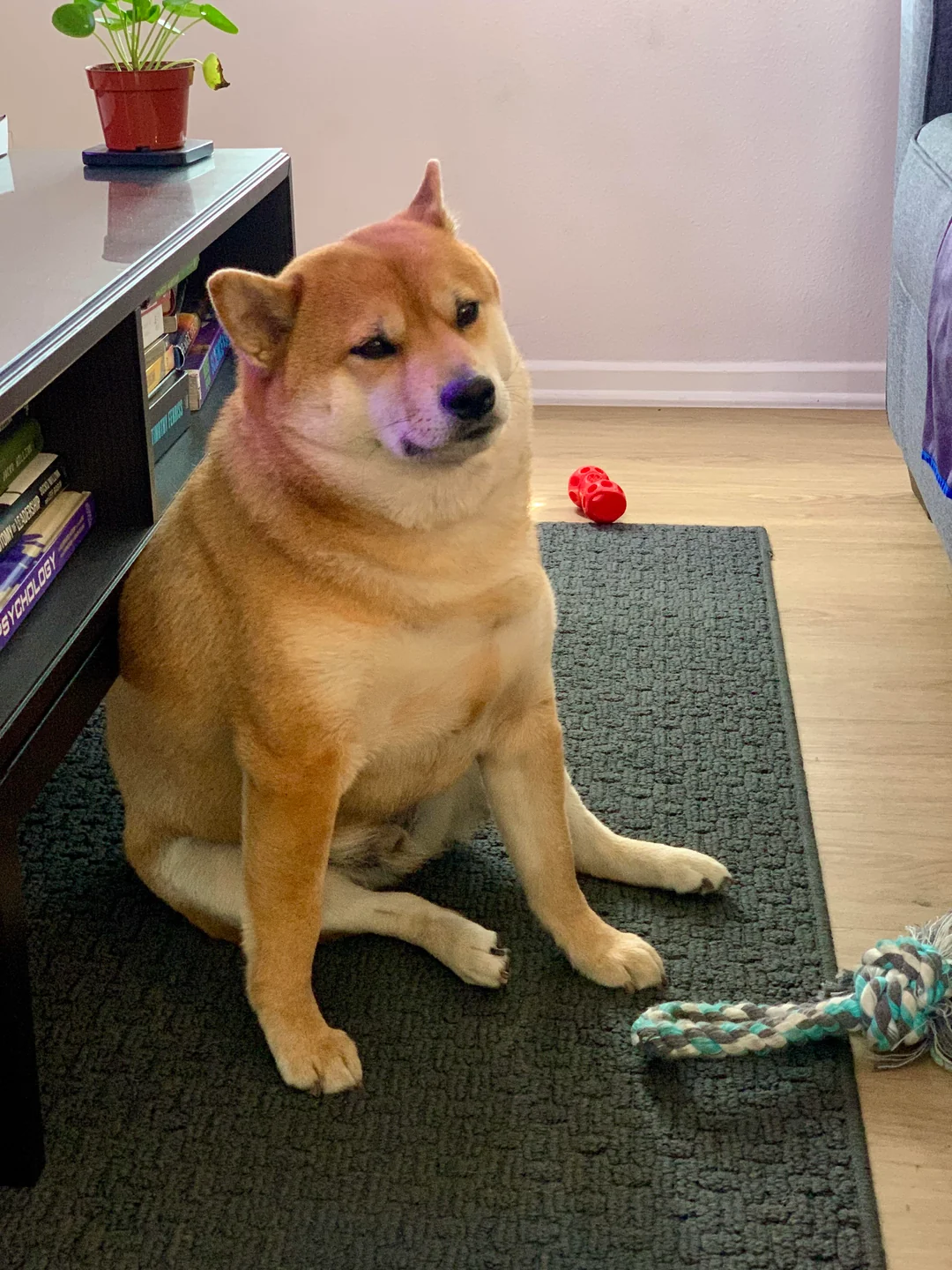 Chonk