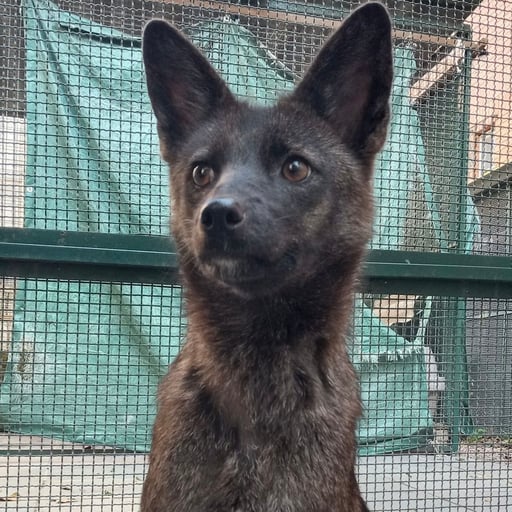 DOGXIM
