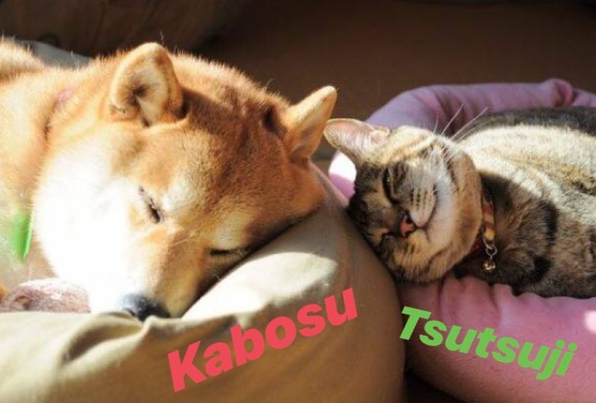 NeiroCAT