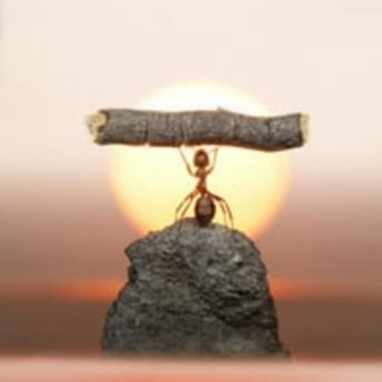 ANT