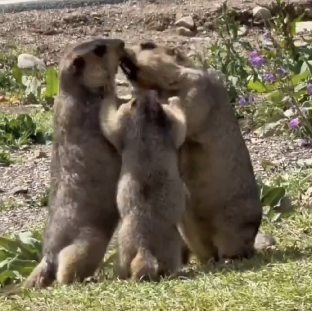 beavers