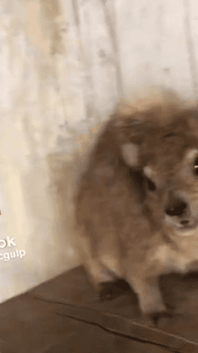 HYRAX