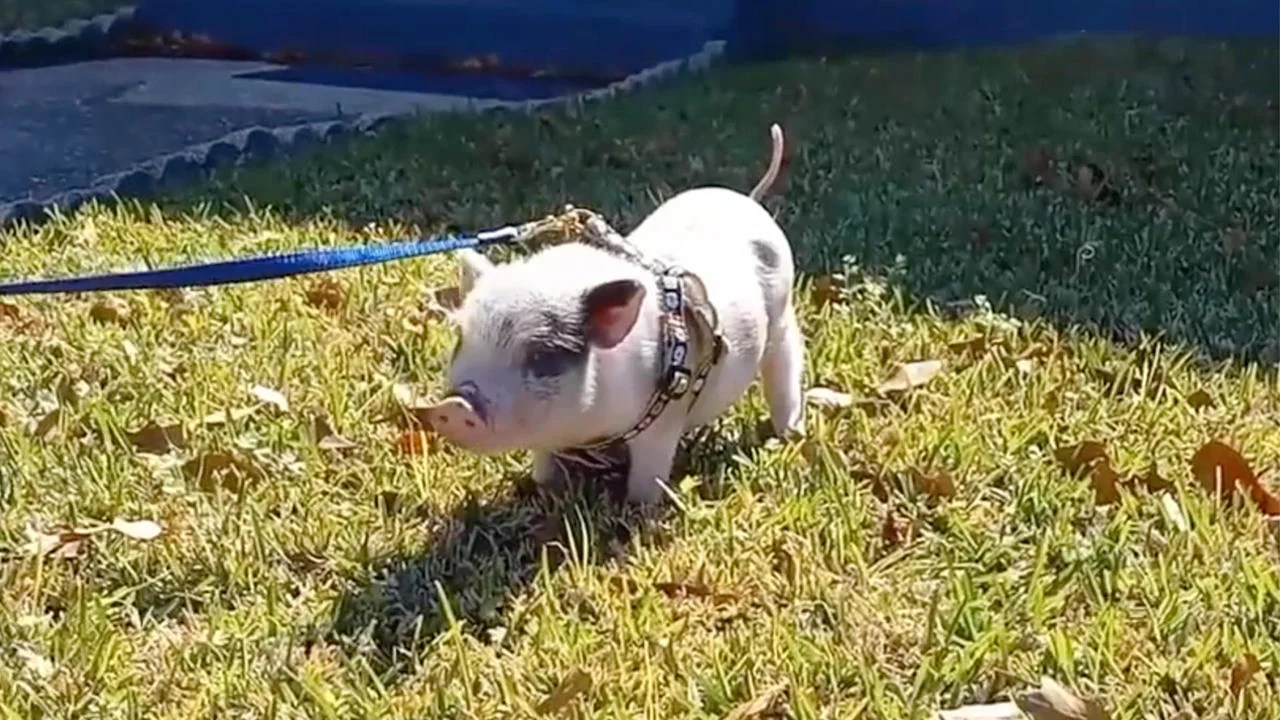 piglet
